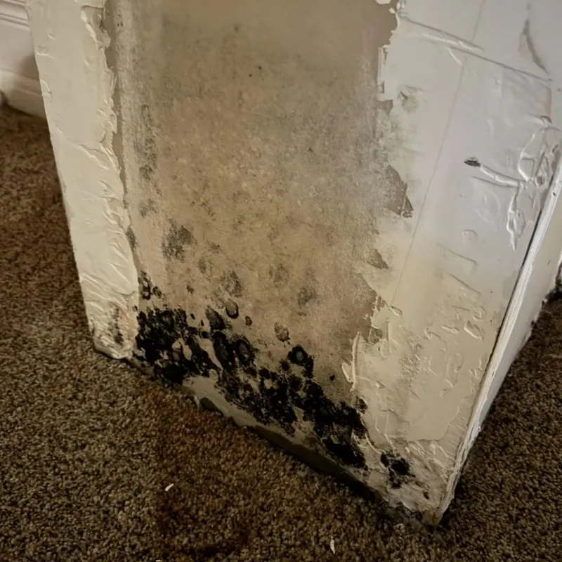 Professional Mold Removal in Santa Cruz, CA